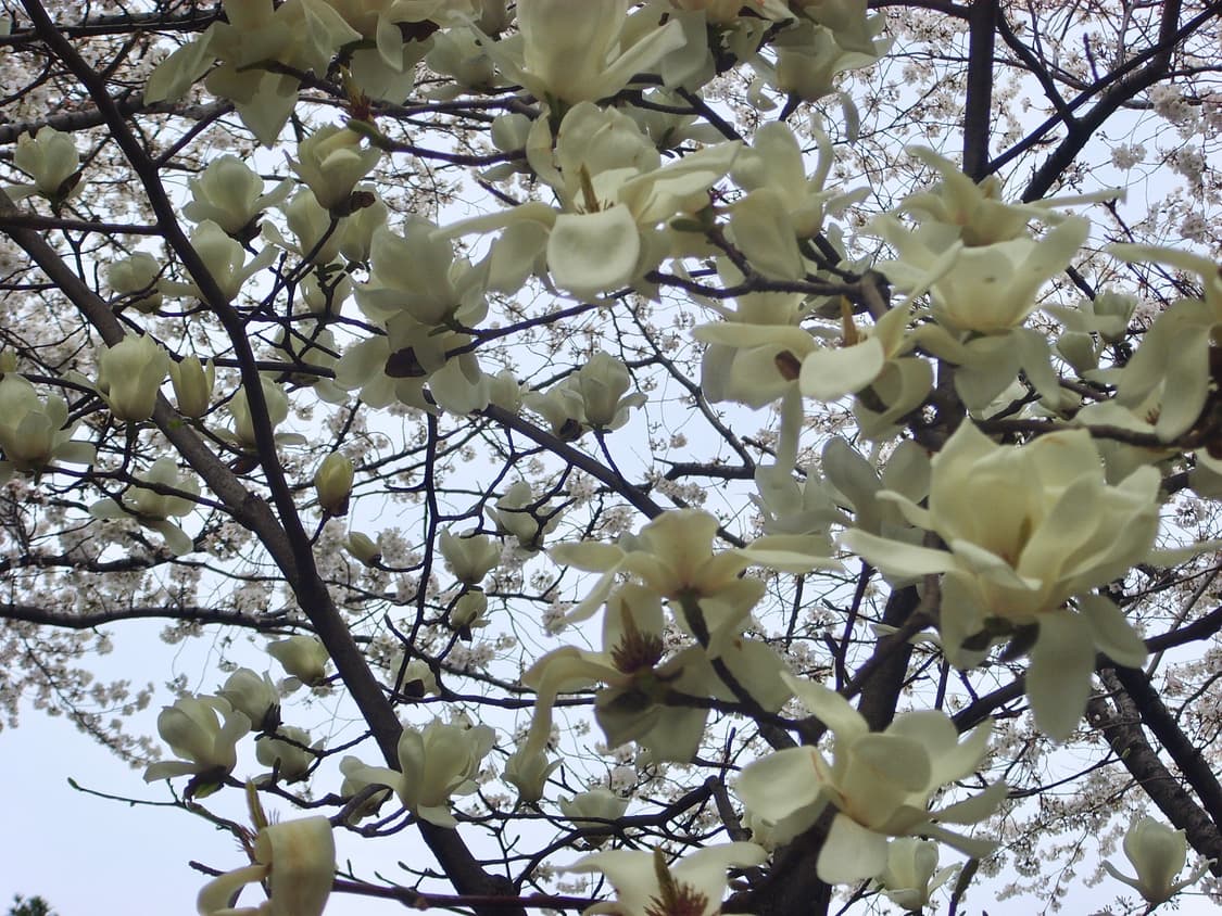 작례 있음 ⭐️ 삼성 Samsung 케녹스 Pmp#11 디카 디지털카메라 상품이미지7