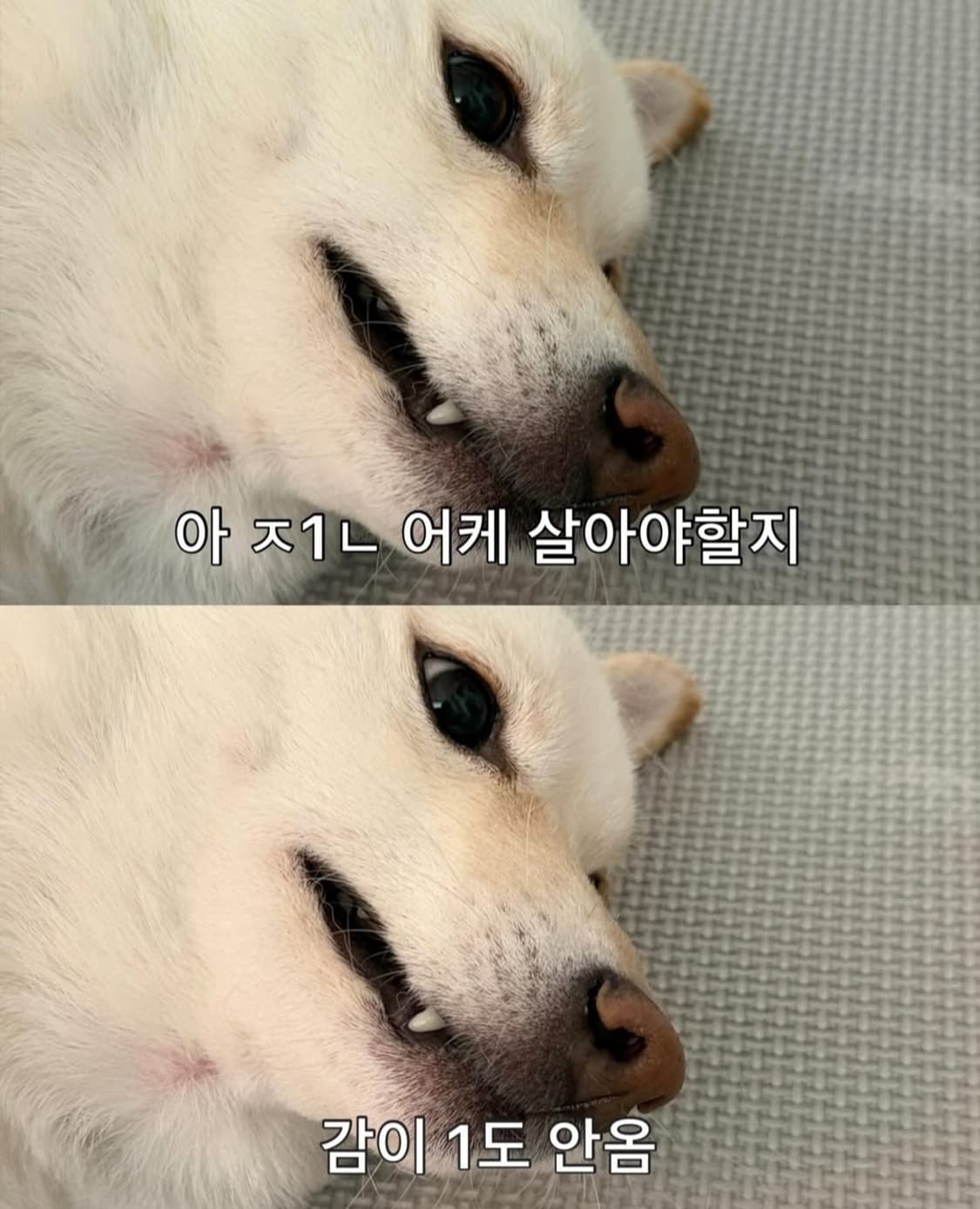 모모타로진 상품이미지1