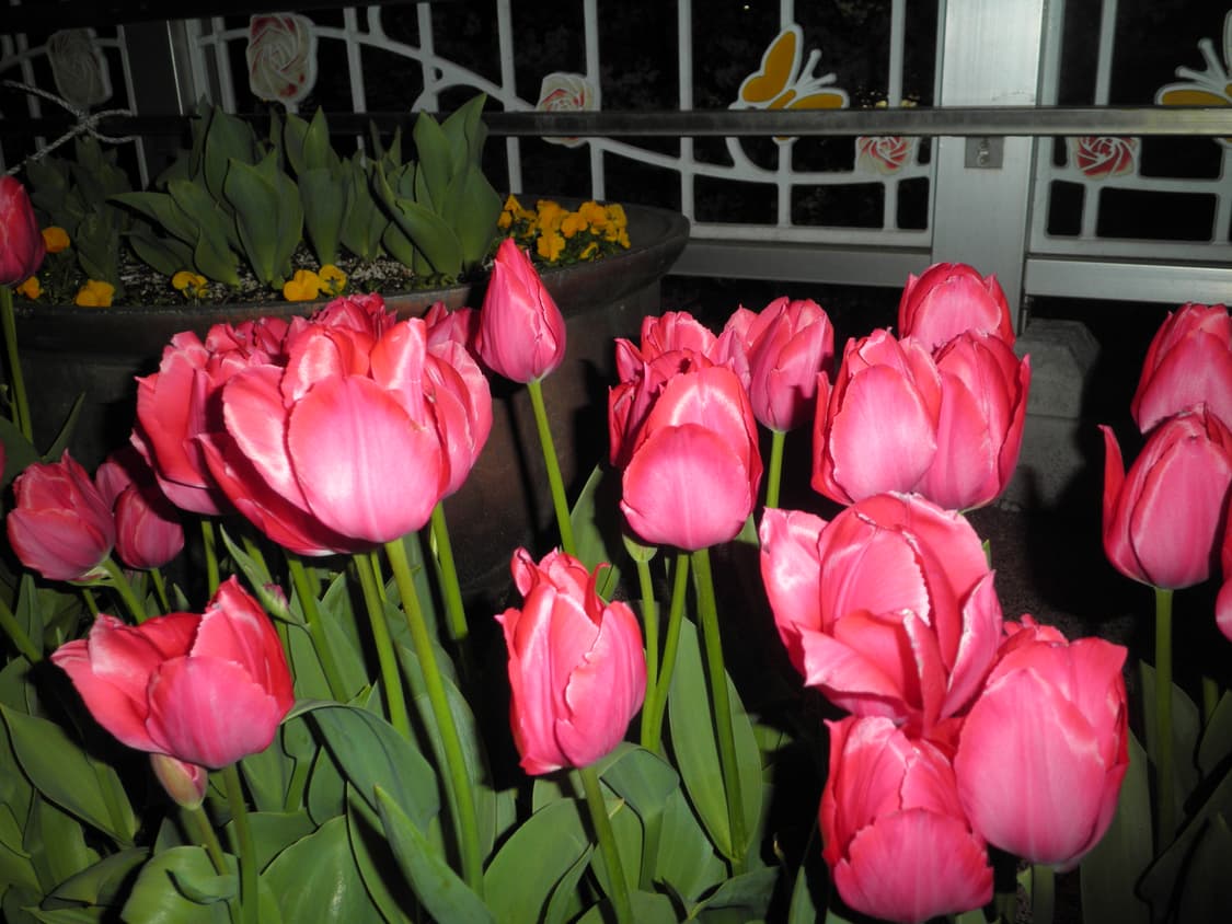 올림푸스 뮤 5010블루(작례o) 상품이미지4