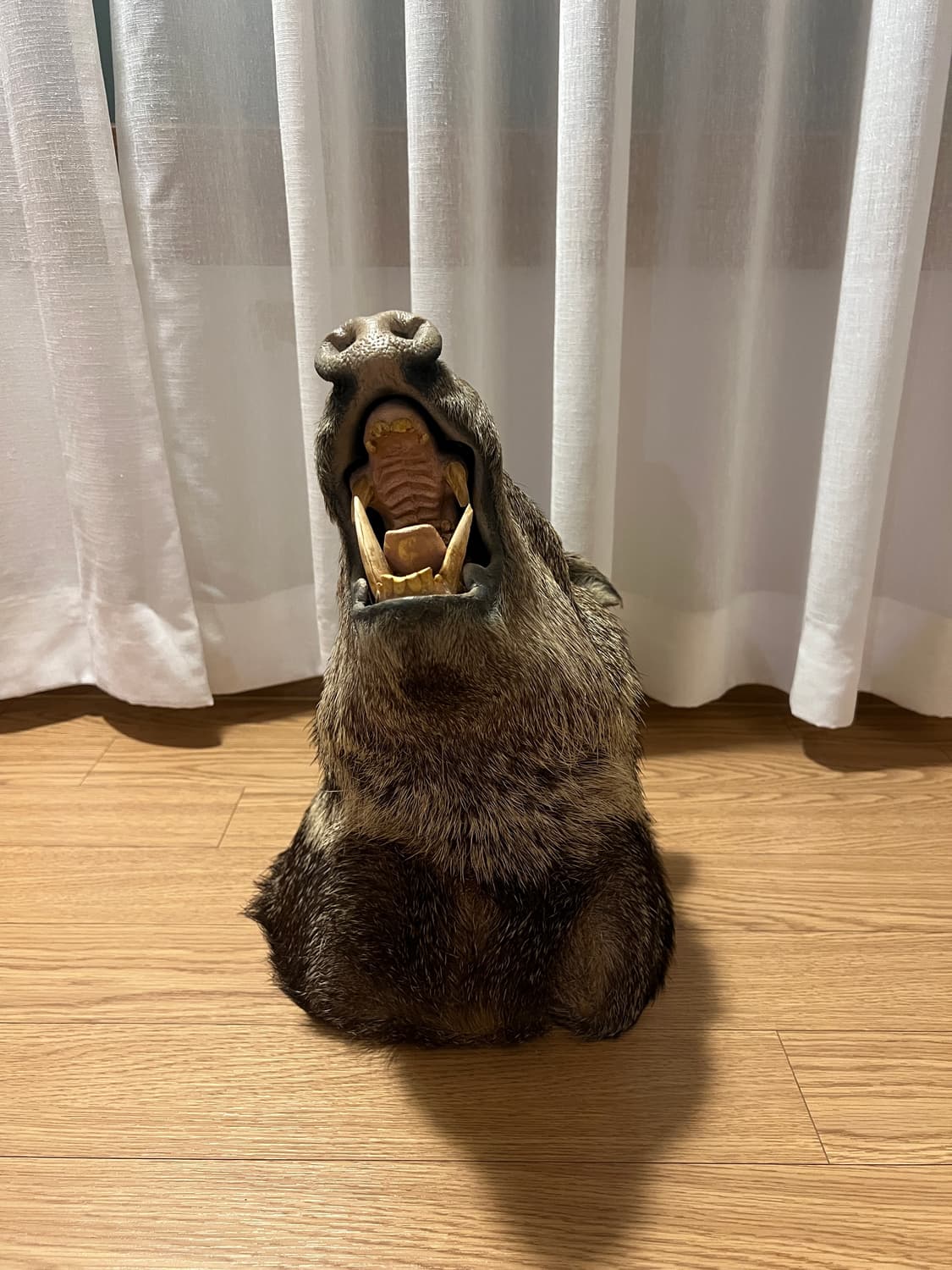 Javelina 숄더마운트 박제 헌팅트로피 상품이미지4