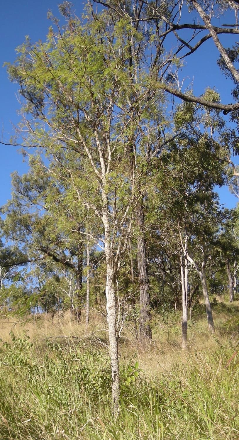 니콘 쿨픽스 S510 풀박스!!(상태좋음 작례있음) 상품이미지9