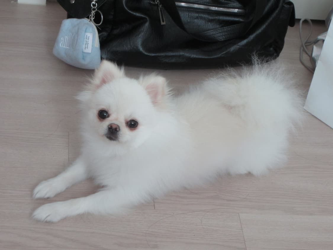 작례사진있음!!) 캐논 익서스 115hs 희귀 빈티지 카메라 디카 상품이미지5