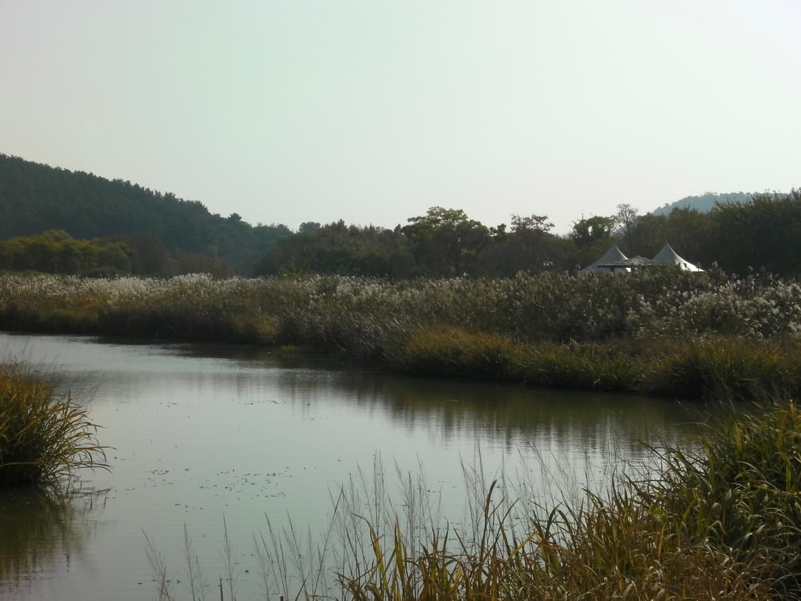 작례_ 산요 Sanyo cacti CG20 pink 상품이미지9