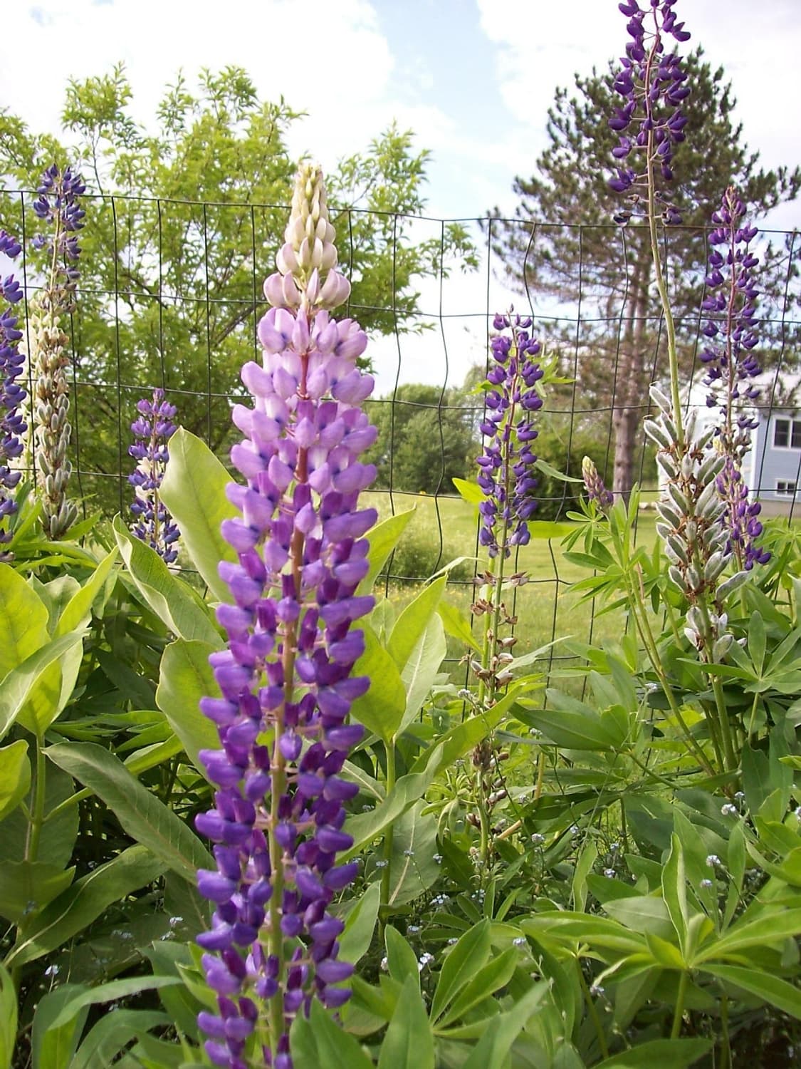 코닥 이지쉐어 C813 실버 Kodak Easyshare C813  상품이미지9