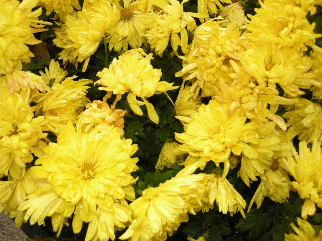 니콘 쿨픽스 P5100 작례 상품이미지2