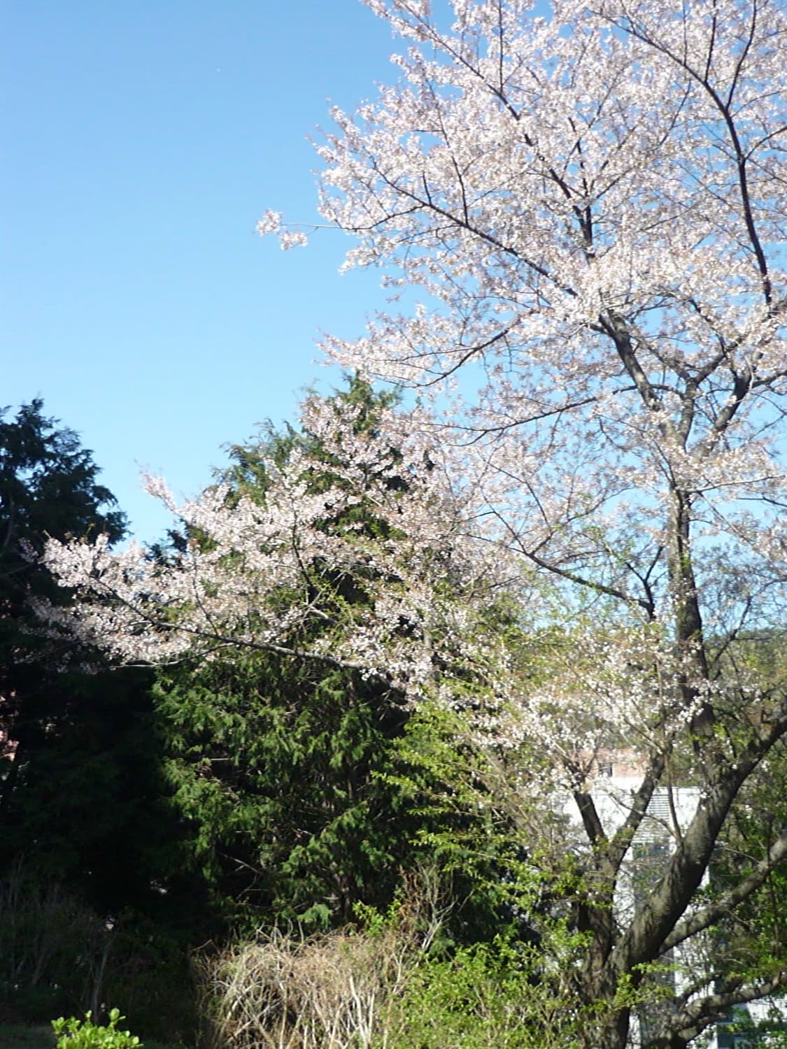 컨디션S급❗️ 작례⭕️ 파나소닉 루믹스 DMC-FS3 블랙 디지털카메라 상품이미지6