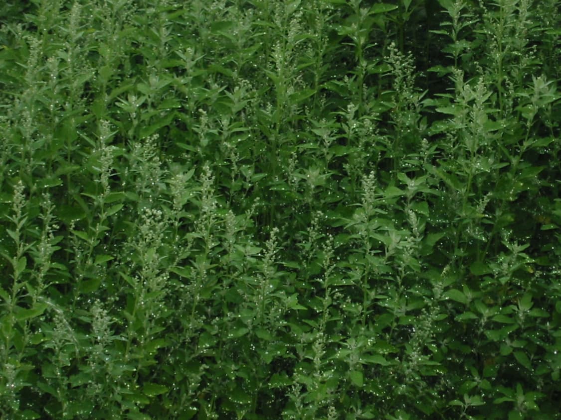 캐논 Canon IXY Digital 300 빈티지 디지털 카메라 상품이미지6