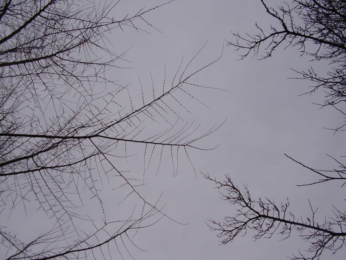 삼성케녹스a4디카 상품이미지8