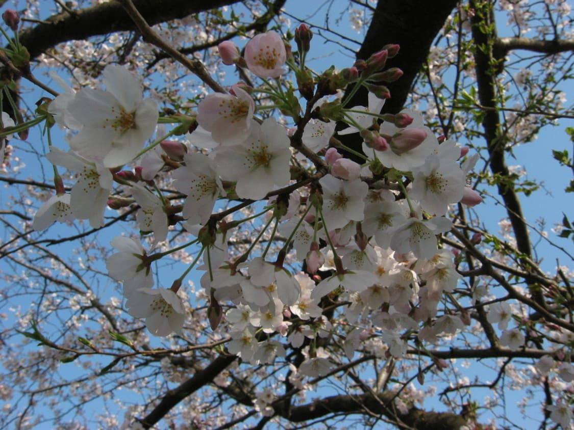 캐논 파워샷 Canon PowerShot S30 실버 상품이미지5