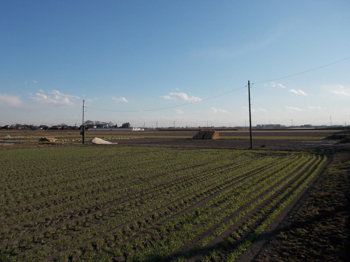 니콘 쿨픽스 Nikon Coolpix S1 실버 상품이미지4