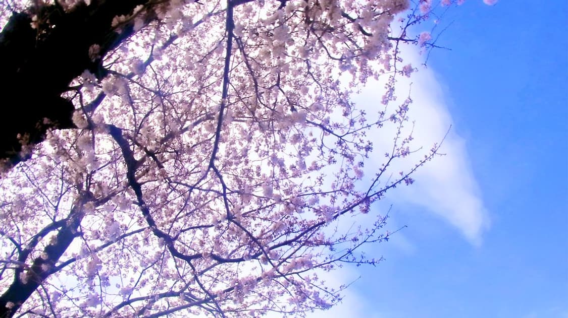 풀박 📸 리코 CX3 핑크 | 감성 줌 디카 🩷 상품이미지8