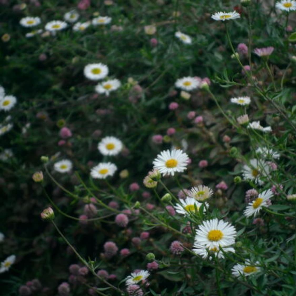 입문) Samsung Vluu ES70 삼성 블루 디카 상품이미지9