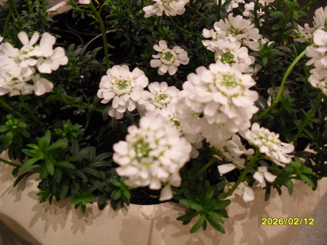 삼성 vluu pl100 디카 상품이미지7