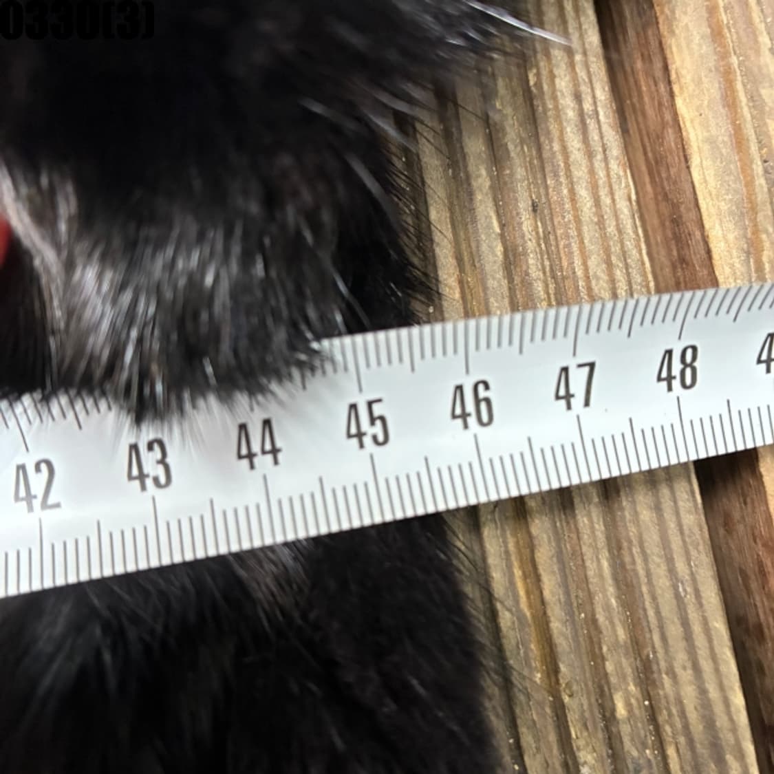 레드렉스 자켓 상품이미지6