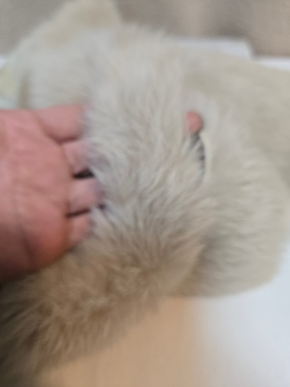 미사용급 Salvatore Ferragamo 라팽 퍼 머플러｜실크 안감｜ 상품이미지7