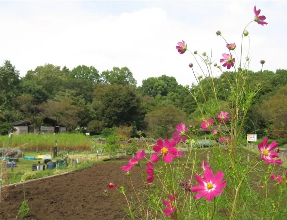 셀럽 픽💛 캐논 IXY Digital 700 샴페인골드 ✨ 상품이미지4