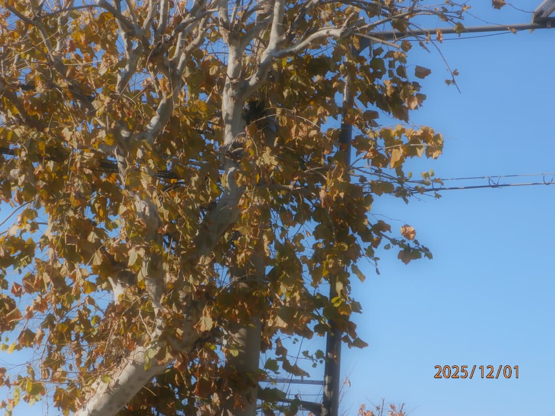 주말 할인 💛 (미사용/새제품) 올림푸스 VH-210 상품이미지8