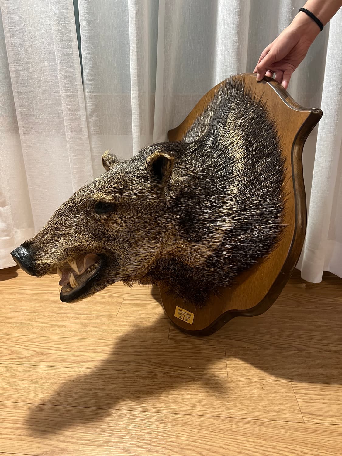 1964년 제작 Javelina 빈티지 헌팅트로피 상품이미지1