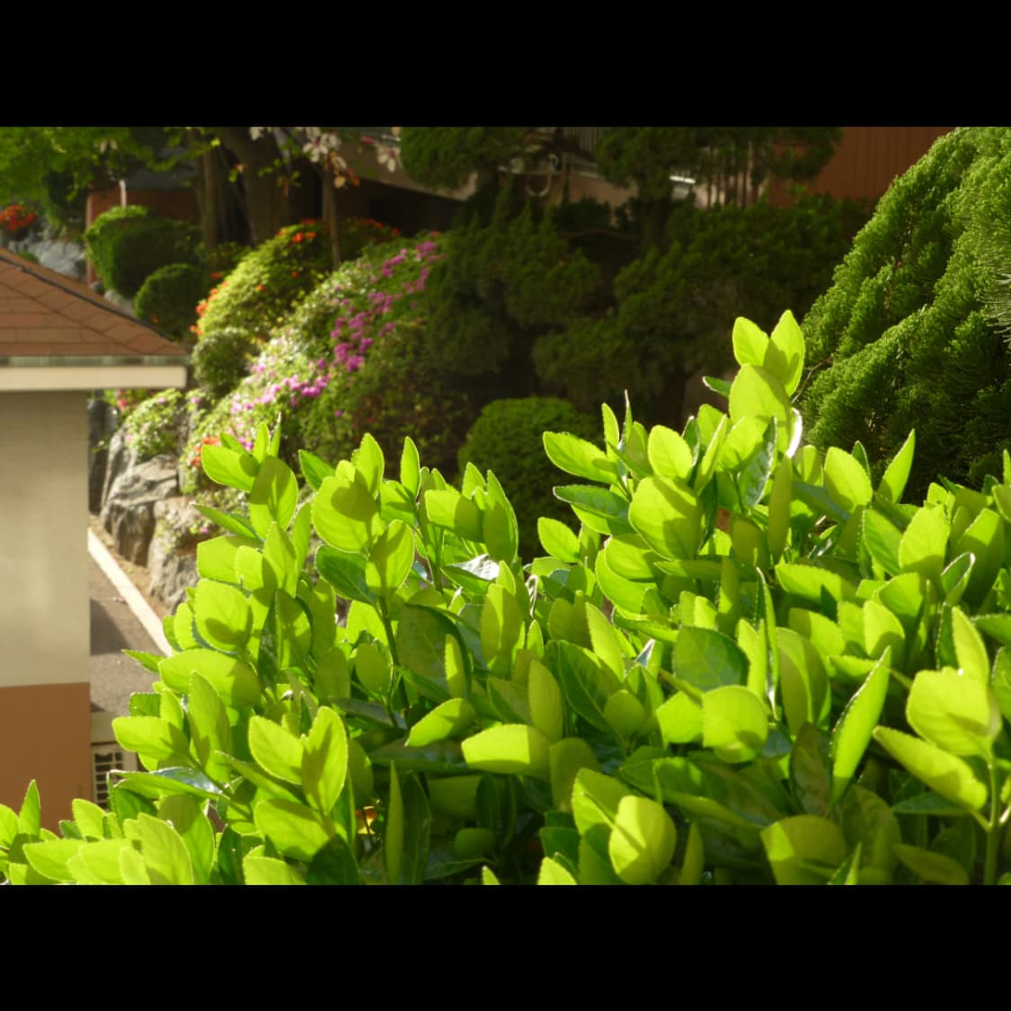 작례⭕️ 파나소닉 루믹스 DMC-TZ30 상품이미지4