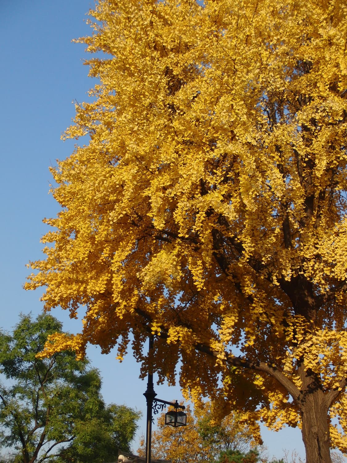 딸기우유&초희귀!) Casio Exilim EX-Z1050 디카 카메라 상품이미지5