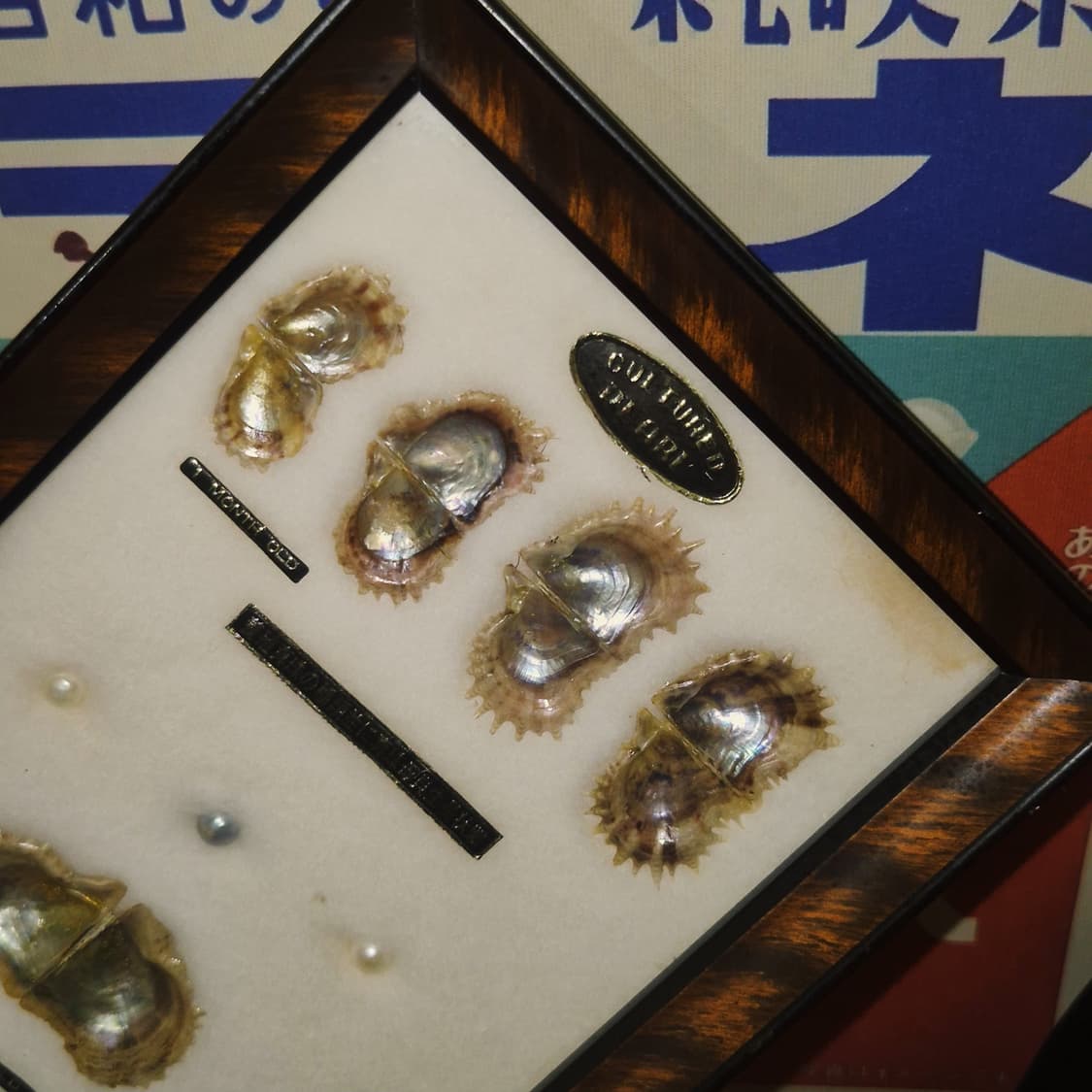 60s 이세시마 진주 표본 원목 액자 상품이미지6