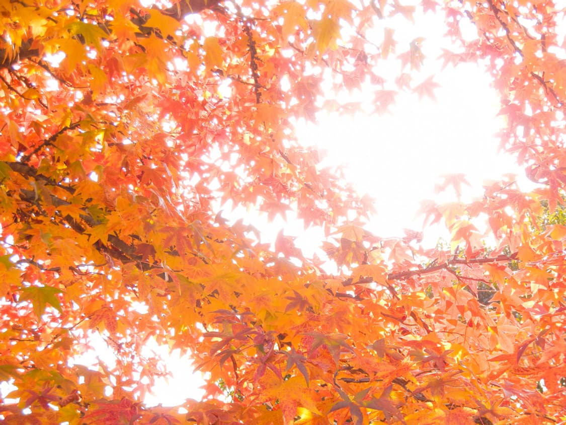 니콘 쿨픽스 Nikon COOLPIX S1200pj 핑크 상품이미지4