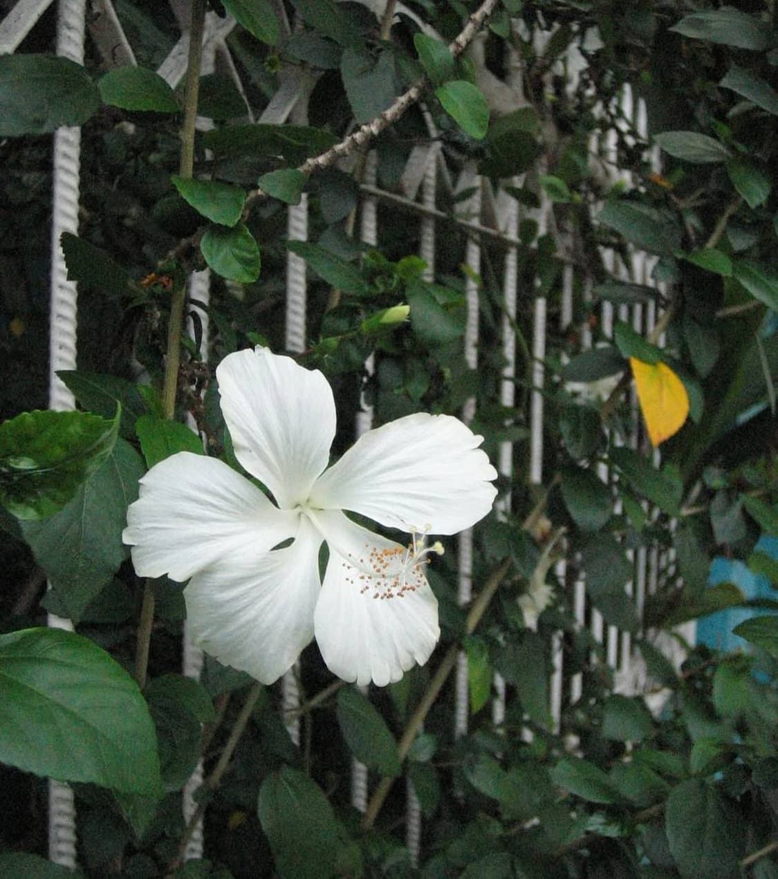 유니크✧･ﾟCanon ixus i 캐논 익서스 ixy digital l 상품이미지4