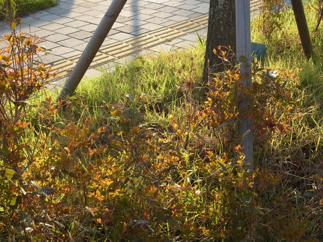 RICOH PX (작례 O) 상품이미지8