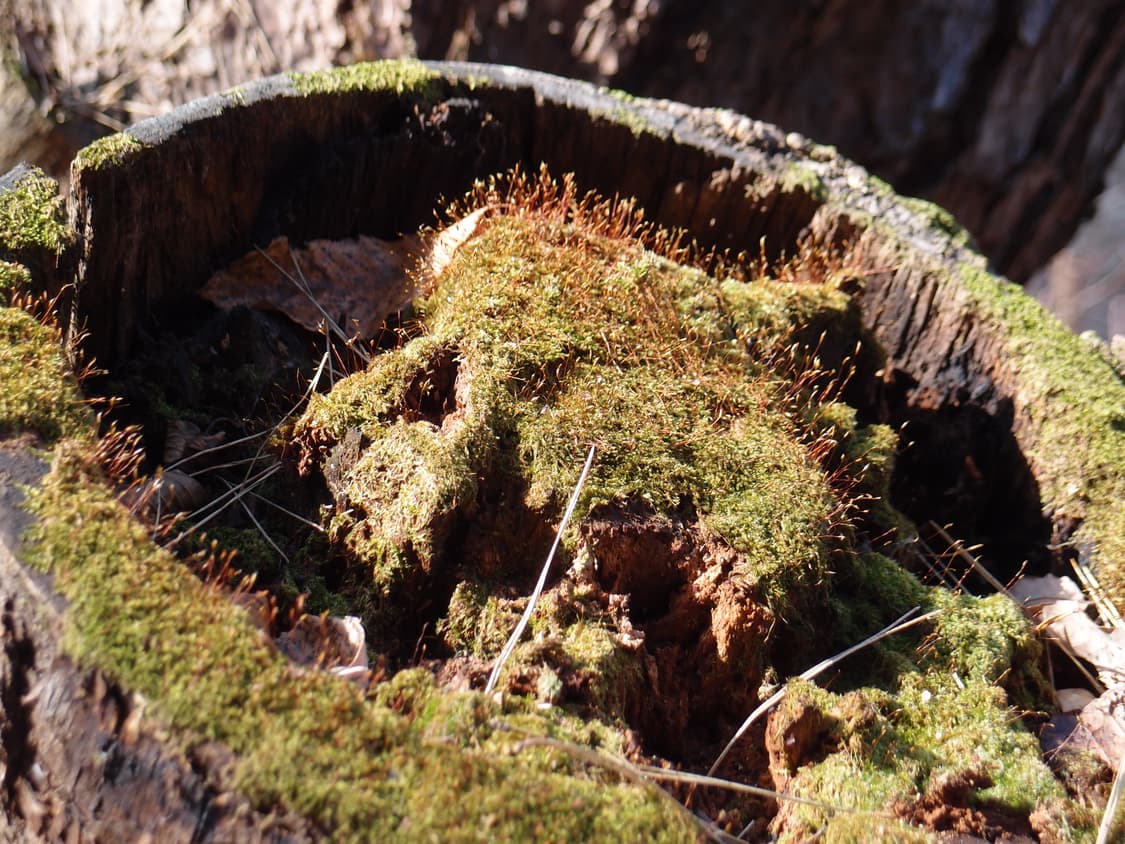 CASIO EXILIM EX-ZR70WE 상품이미지6