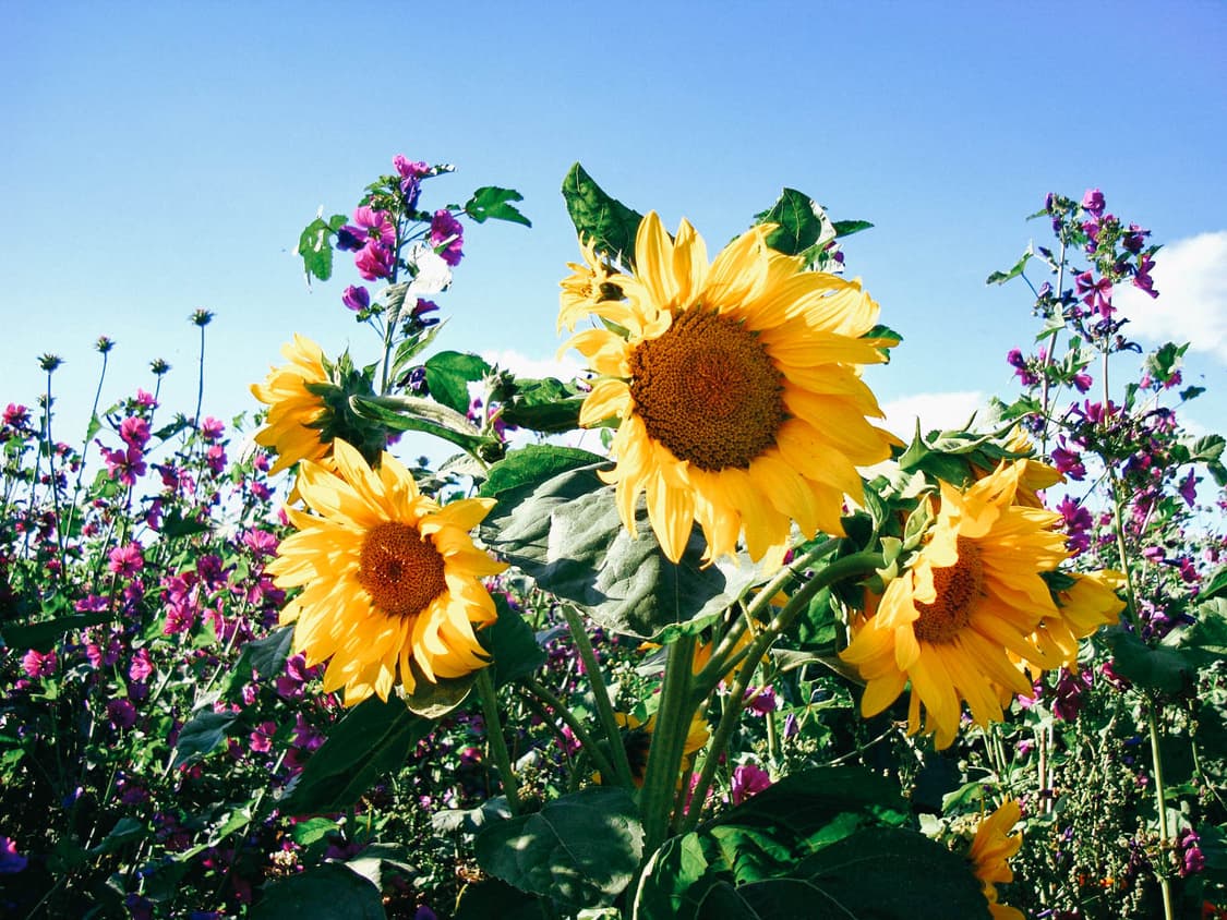 Fujifilm Finepix MX-700 (후지필름 MX-700) 상품이미지10