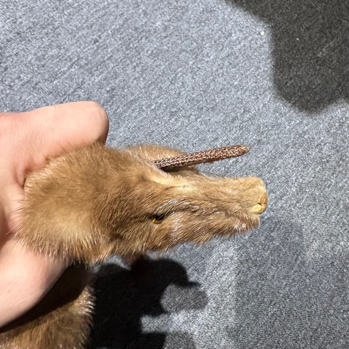 빈티지 족제비 모피 가죽 목도리 상품이미지5