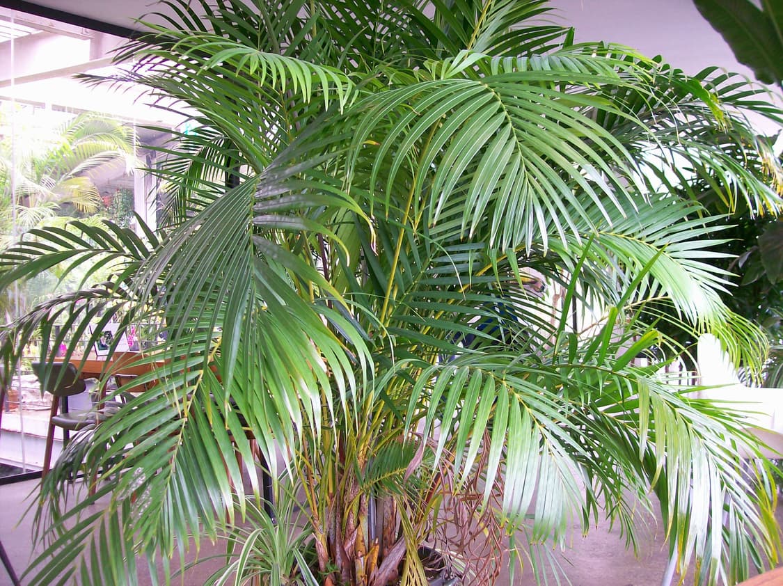 이지쉐어 C613 펄 화이트 Kodak Easyshare C613  상품이미지8