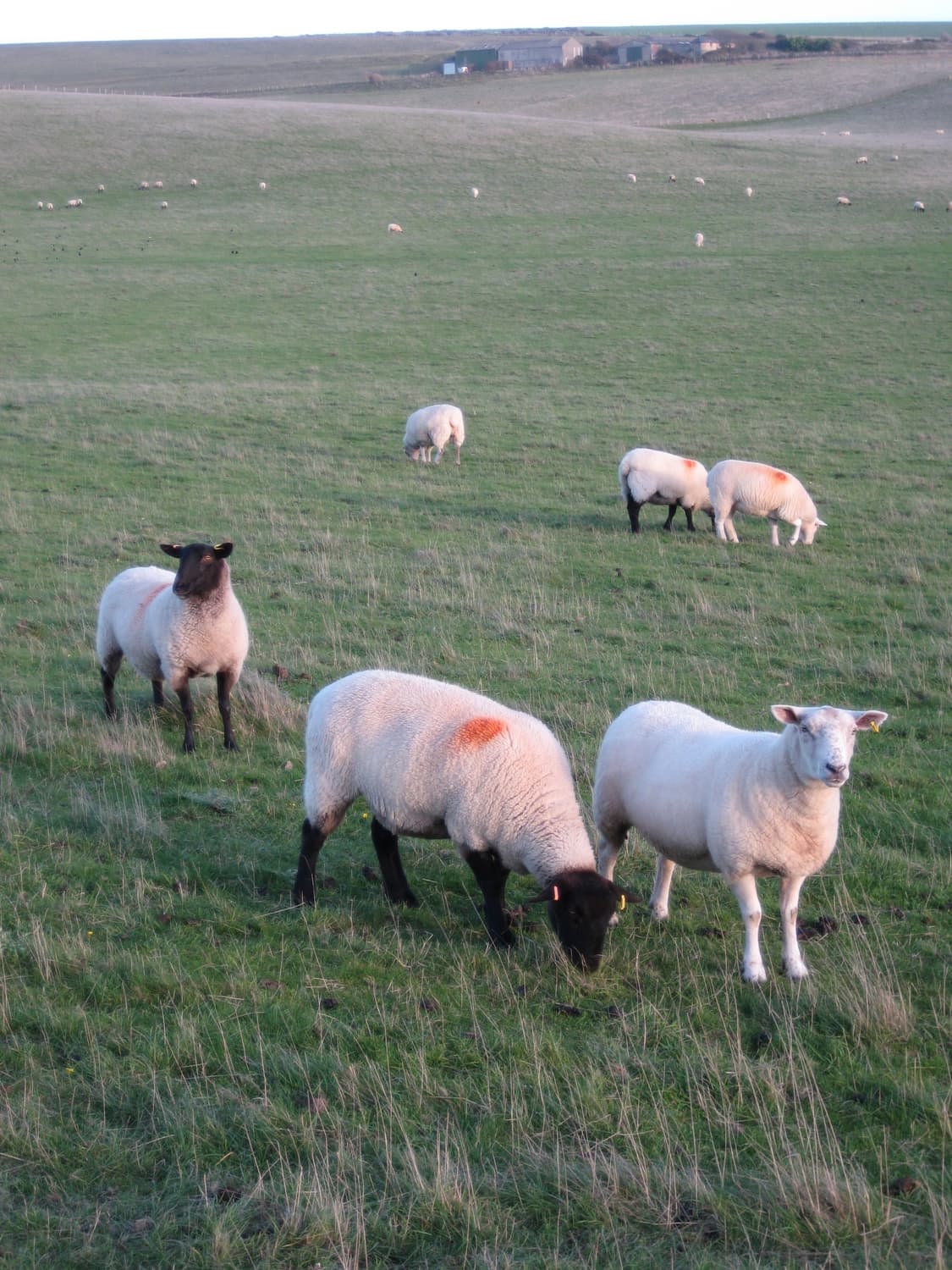 패션모델&희귀!) Canon IXUS 870 IS 디카 카메라 상품이미지2