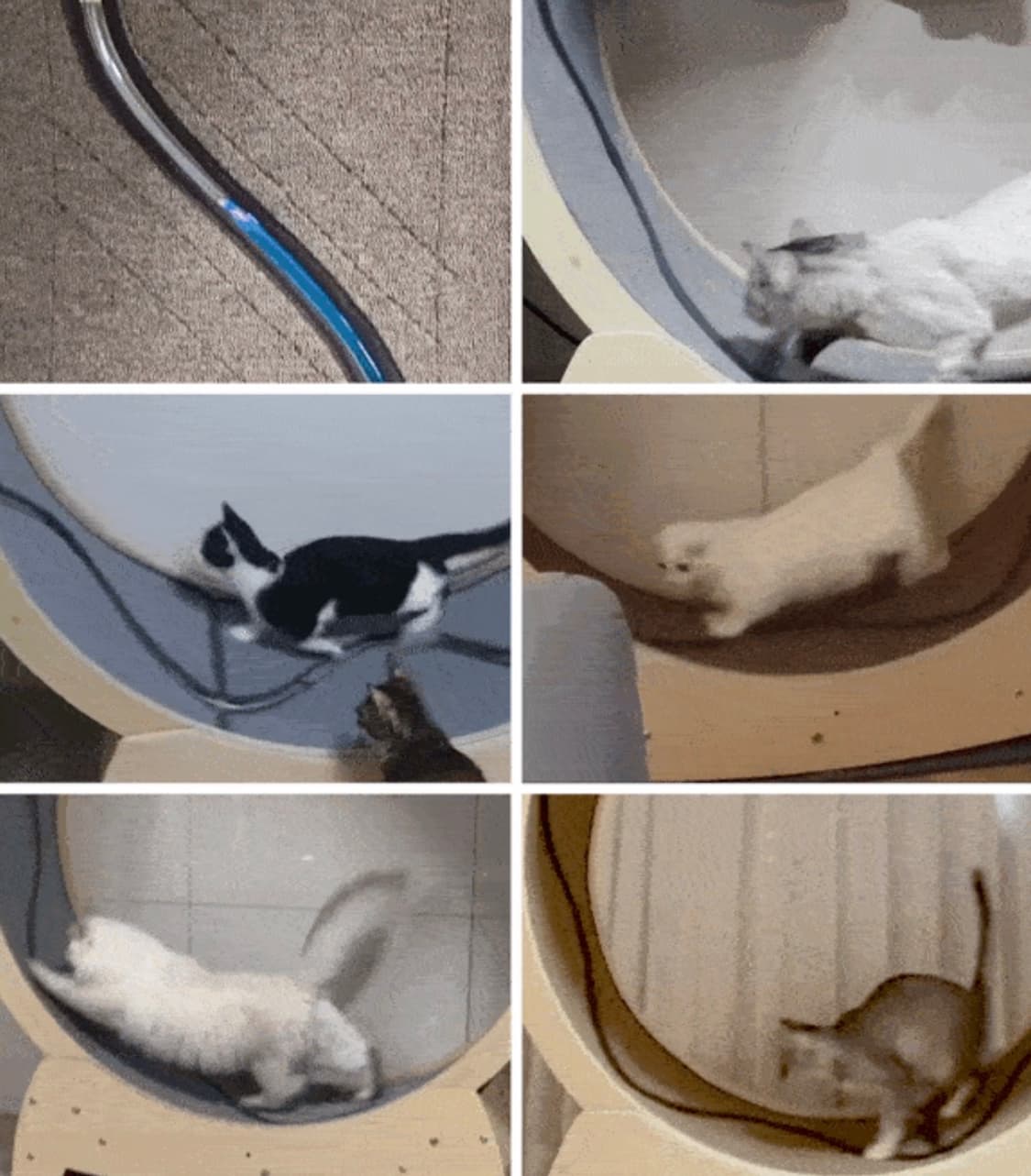 원가 40만 / 집사의반격 고양이 캣휠 (스크래처 카펫 포함) 상품이미지4