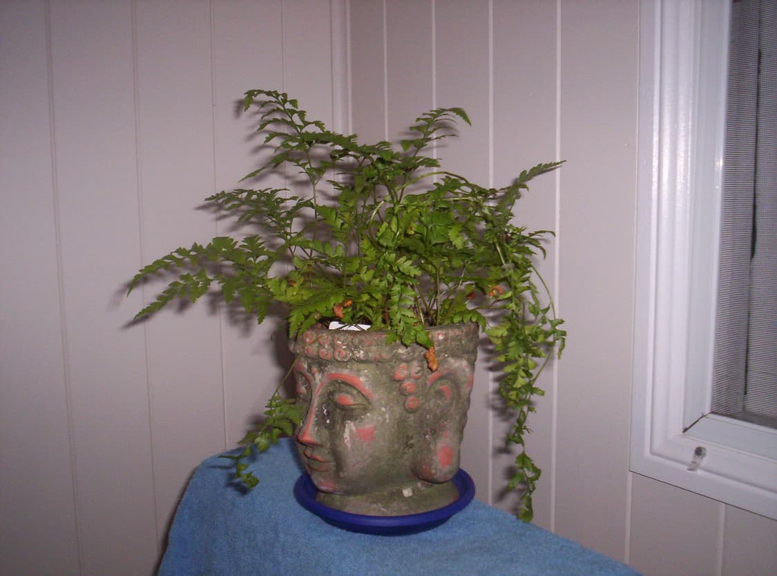 코닥 이지쉐어 cx 7310 (직접 찍은 샘플사진🙆‍♂️) 상품이미지3