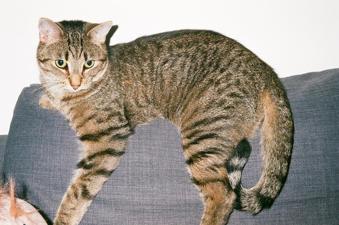 작례O 심혜진 필카 삼성 퍼지줌 1050 필름카메라 빈티지 필카 상품이미지3