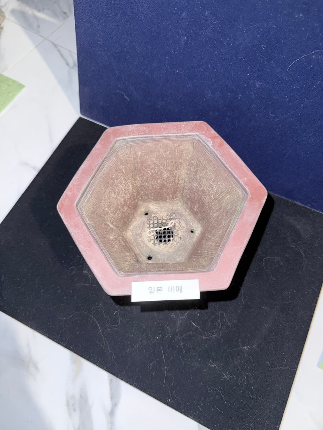 일본 미예(22) 화분 15cm x 9cm 상품이미지2