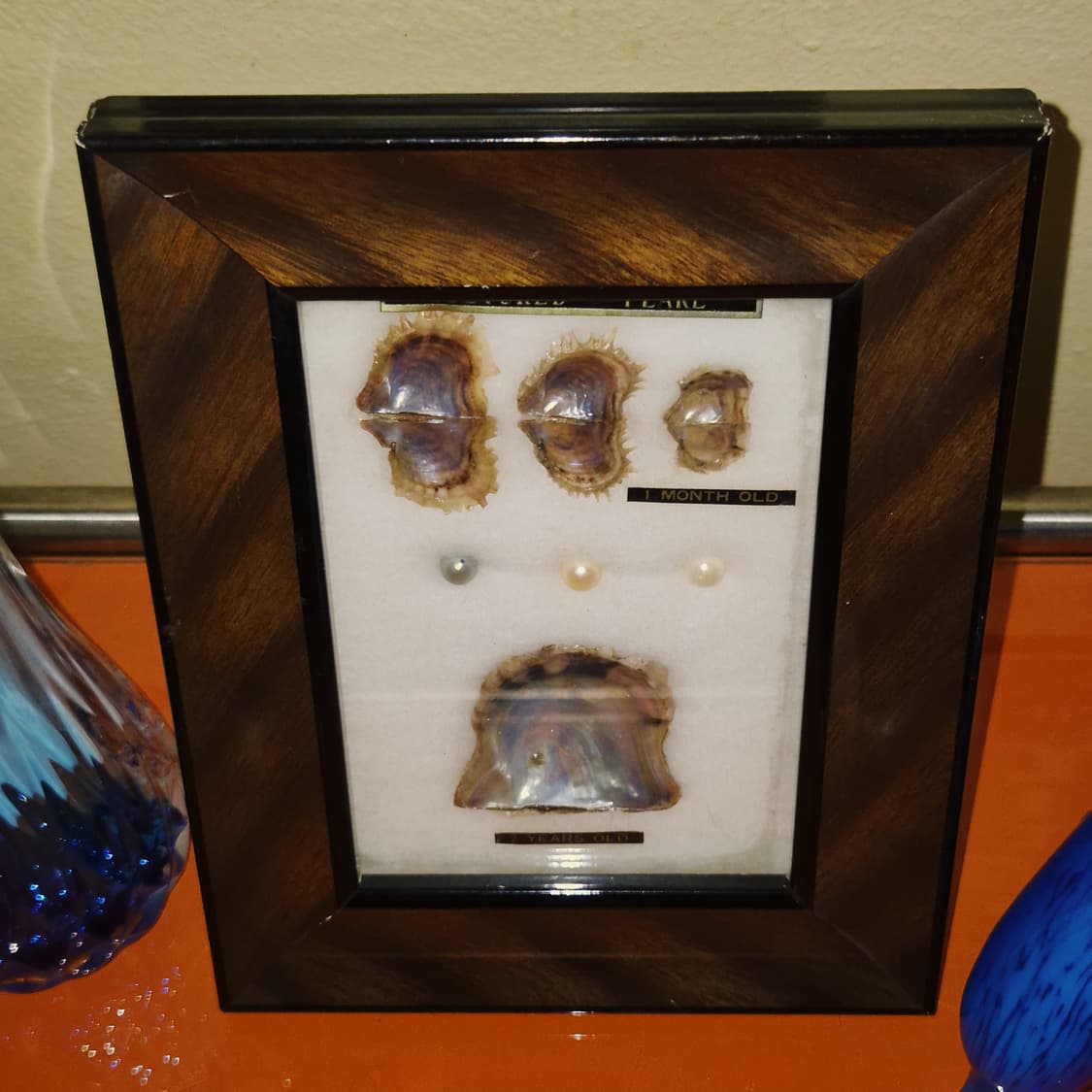 60s 이세시마 엔틱 진주 표본 우드 액자 상품이미지7