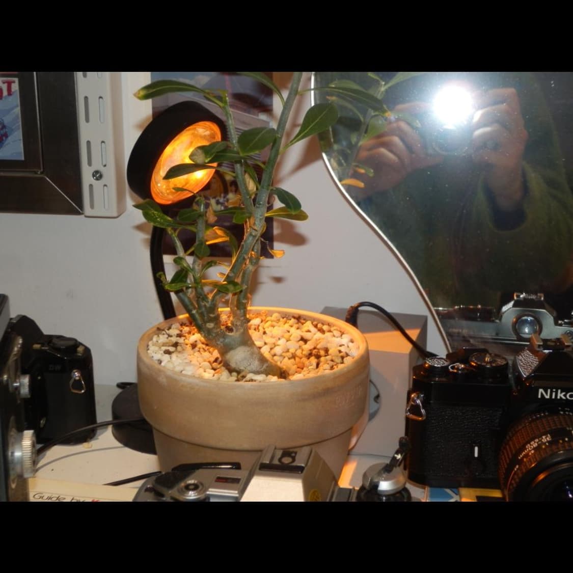 작례⭕️ 올림푸스 SZ-20 상품이미지4