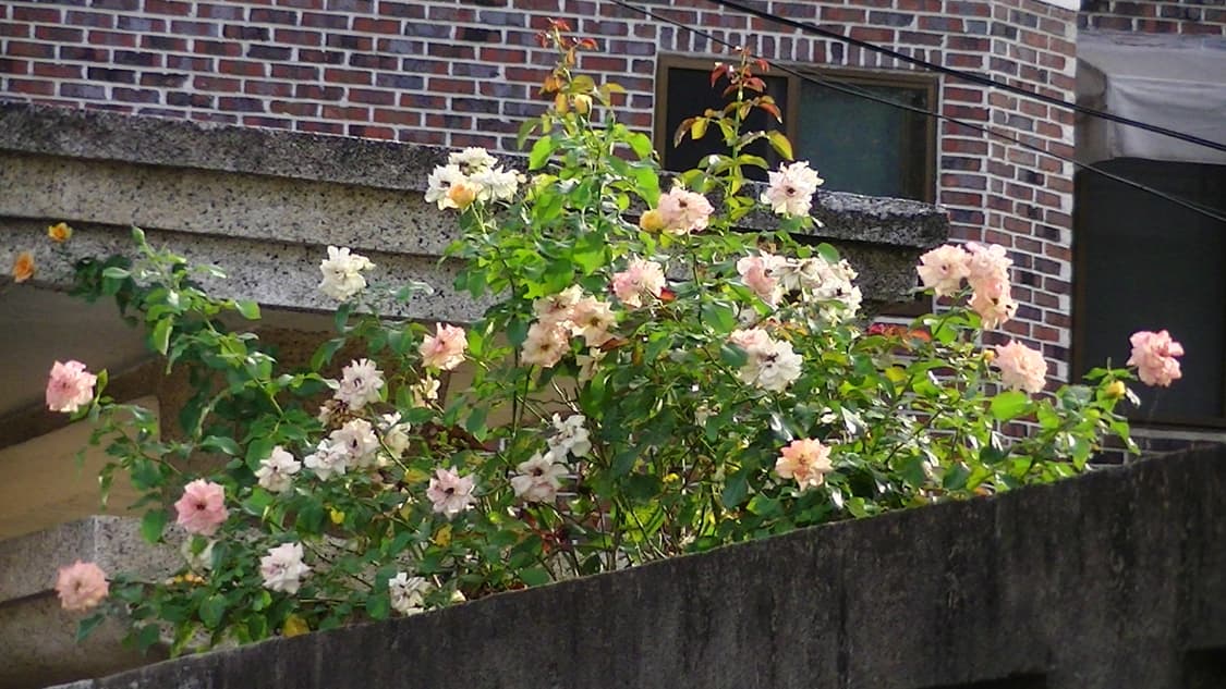 JVC Everio HM-450 상품이미지8