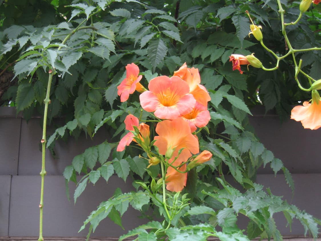 캐논 Canon IXUS 107 (작례 O) 상품이미지4