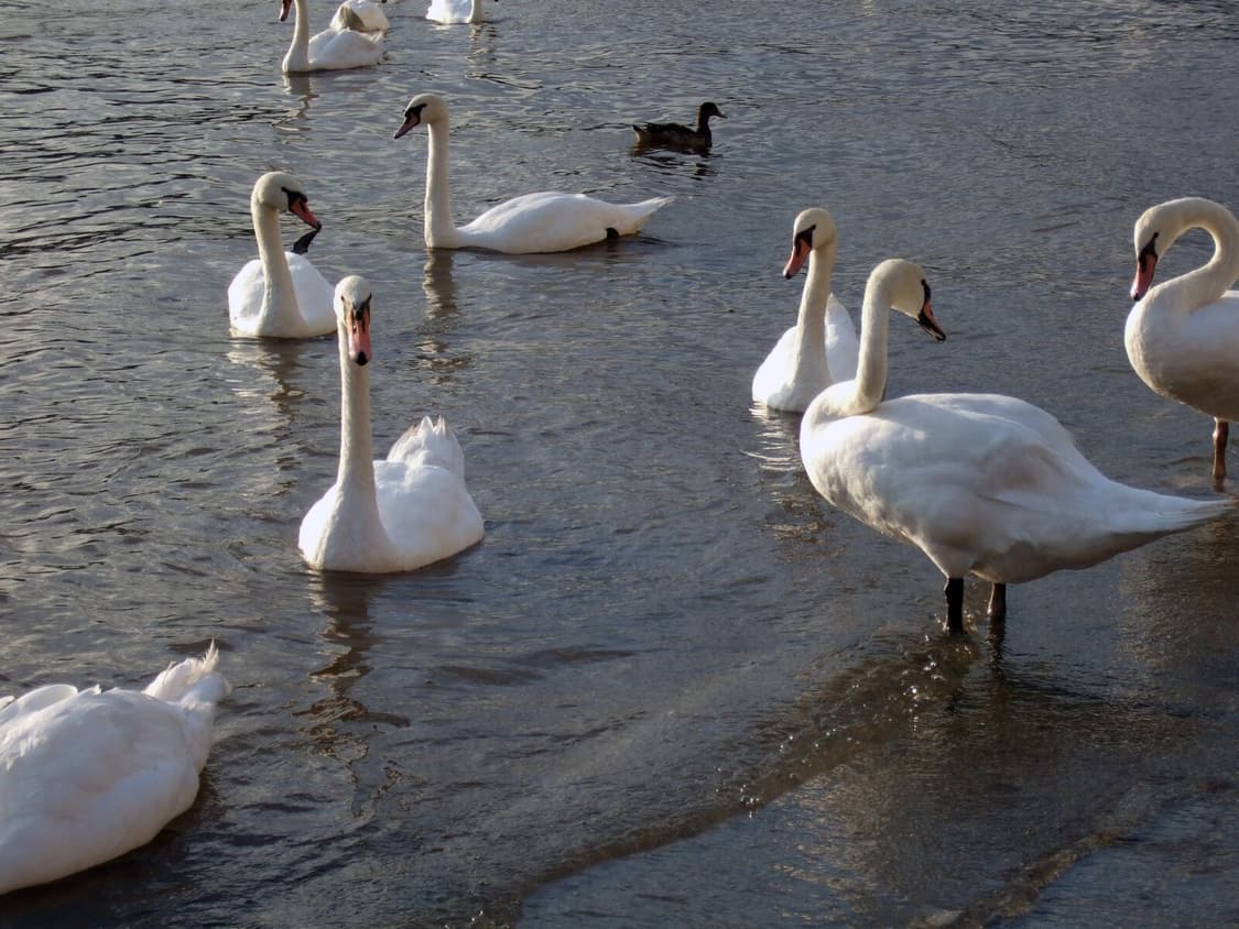 [인물색감&필름!] 후지필름 파인픽스 F30 디지털카메라 상품이미지9