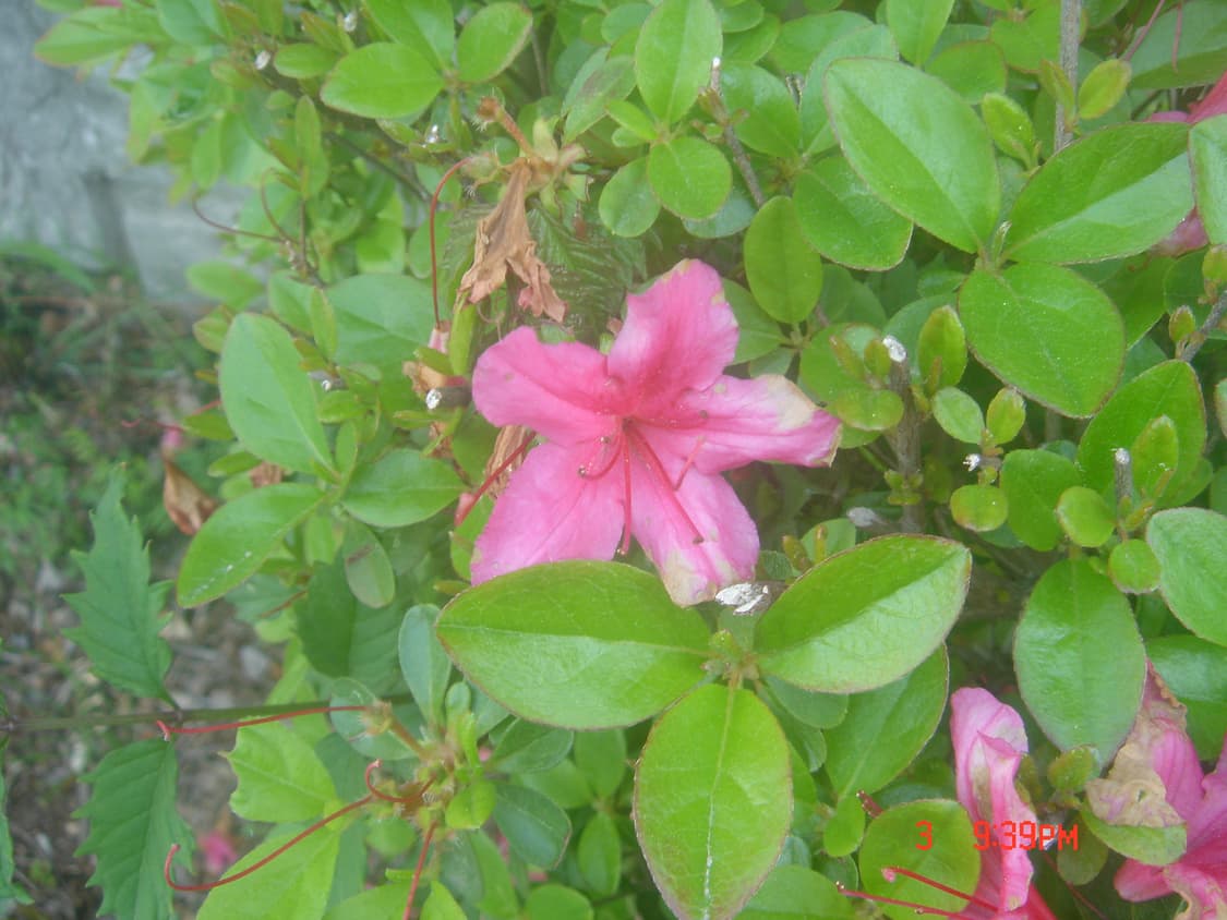 (민트급)(배터리 2개)소니 사이버샷 dsc-t1 빈티지 디지털 카메라 상품이미지9