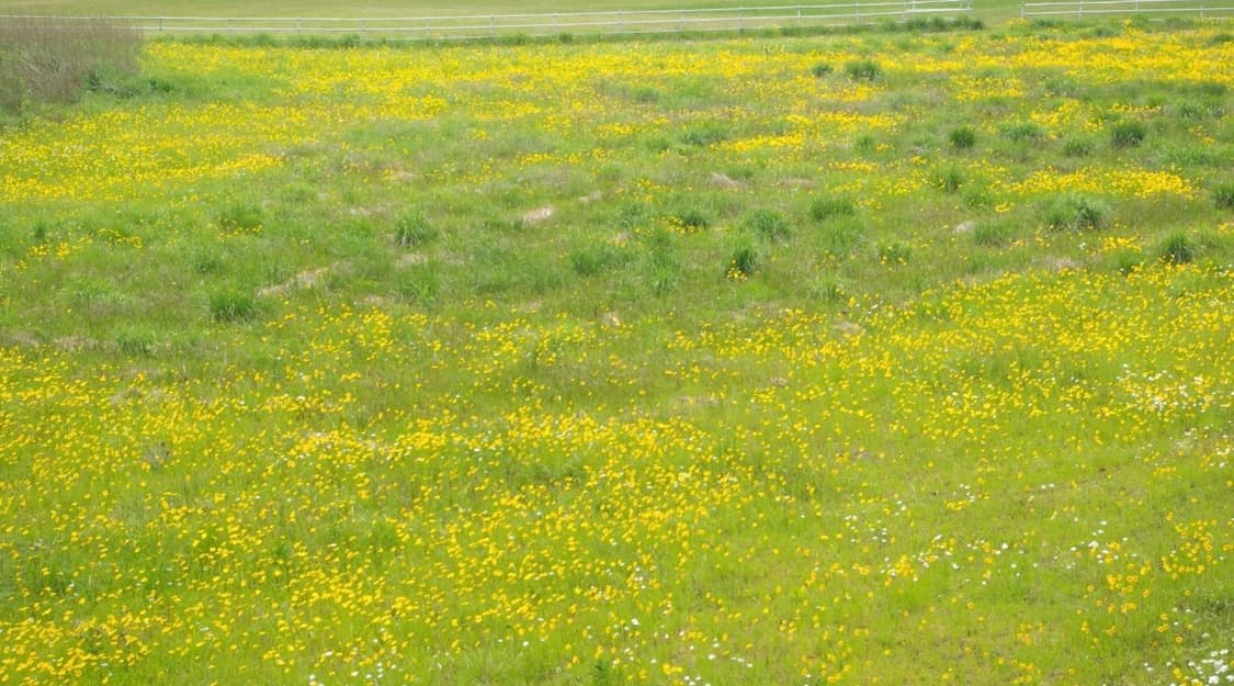 소니 사이버샷 DSC-T90 빈티지 디카 상품이미지4