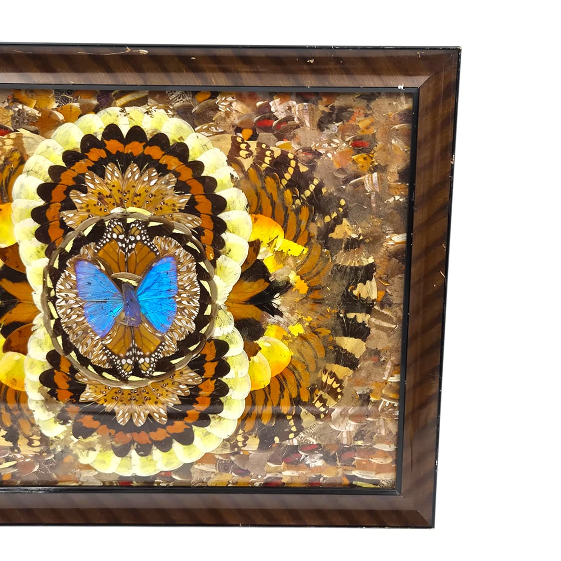 60s 모르포 나비 표본&날개 엔틱 대형 액자 상품이미지2