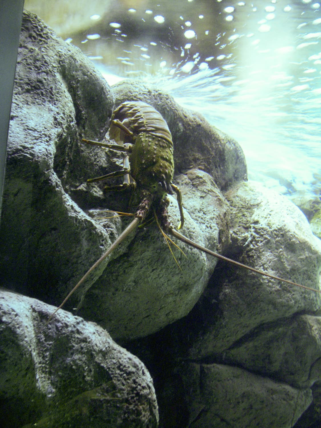 니콘 쿨픽스 s50 빈티지 디카 판매합니다 상품이미지7