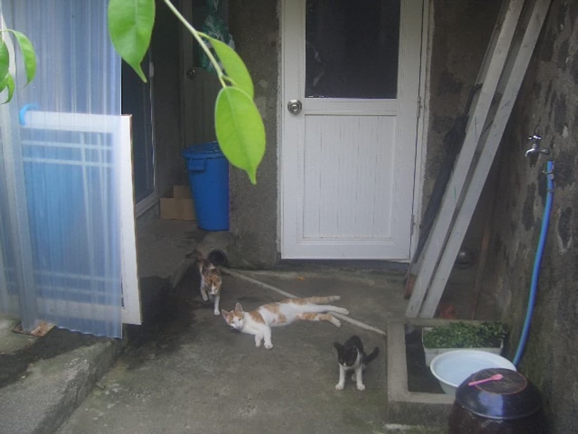 카시오 QV-R51 디카 상품이미지4