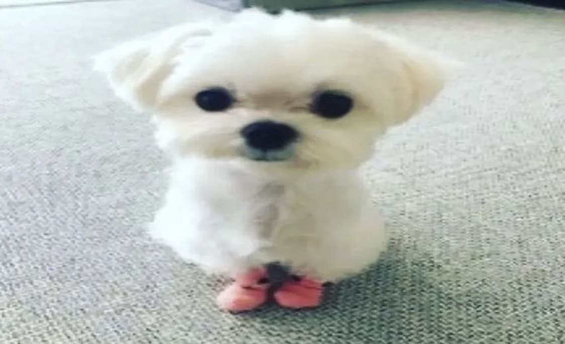 ♥︎ 결제폼입니다 ♥︎ 상품이미지1