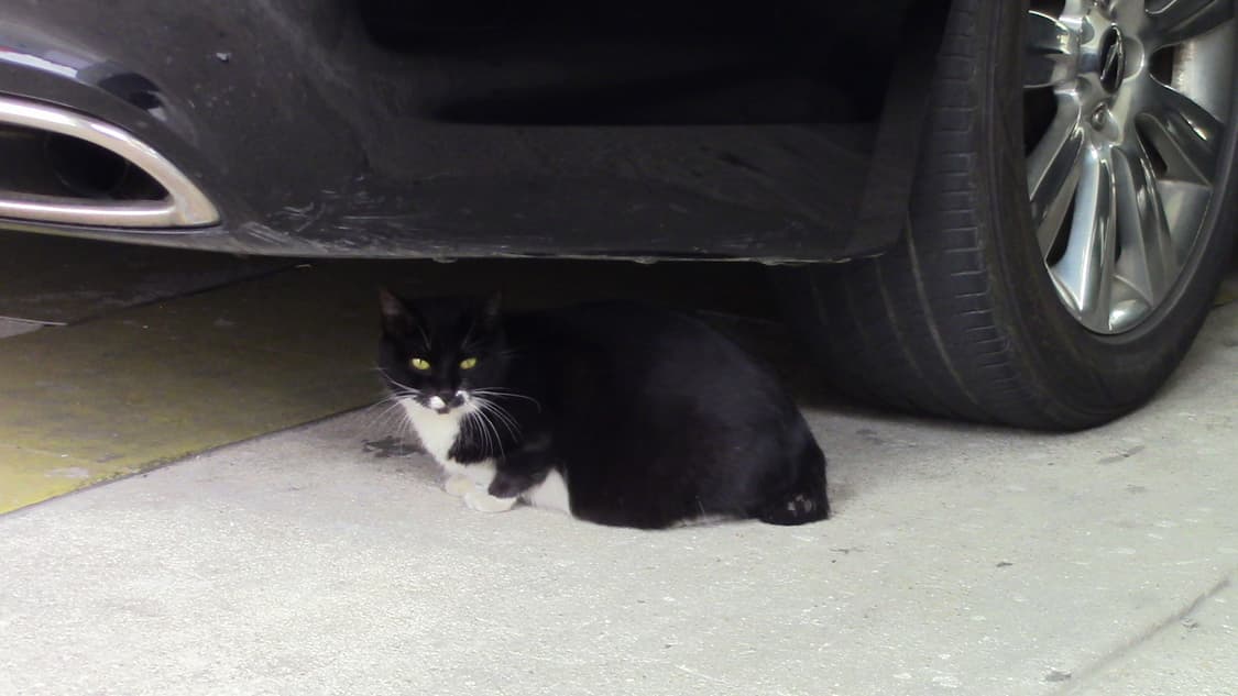 캐논 빅시아 hf r800 캠코더 상품이미지8