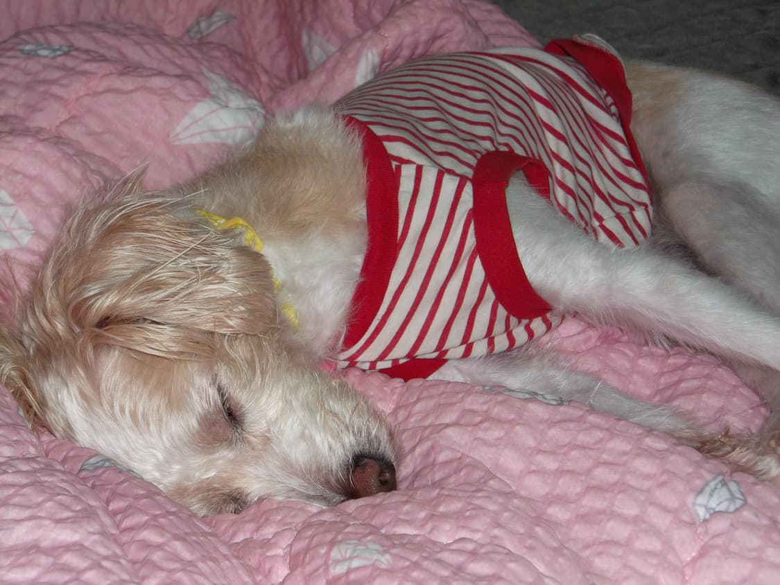 Fujifilm finepix AX300 빈티지디카 상품이미지10